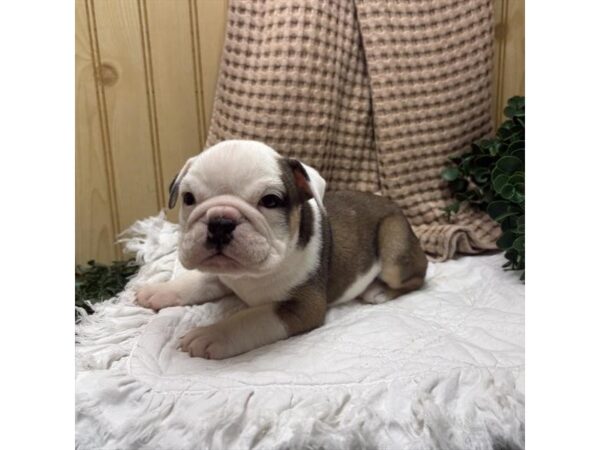 English Bulldog – 13461