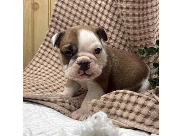 English Bulldog – 13462