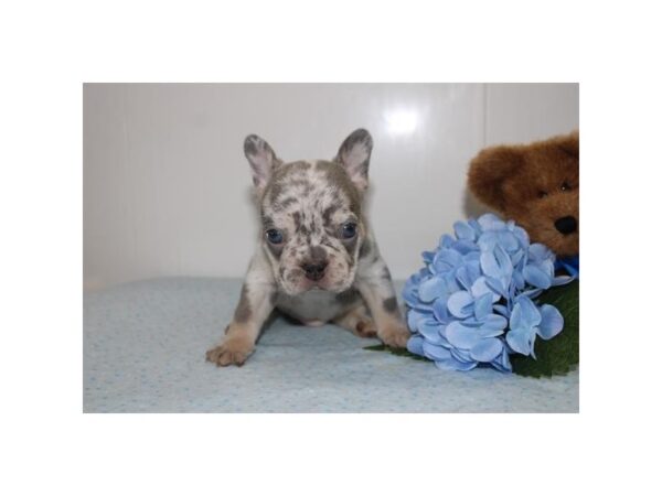 French Bulldog – 13463