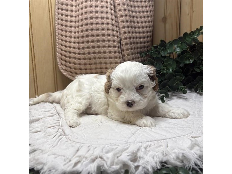 Cavapoo in Atlanta, GA