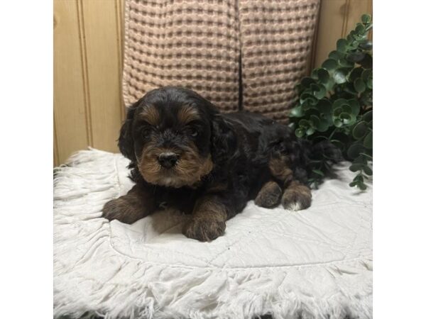 Cavapoo – 13465