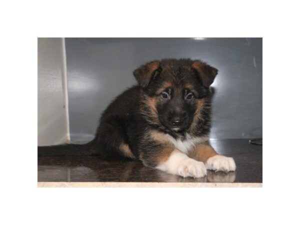 German Shepherd Dog – 13468