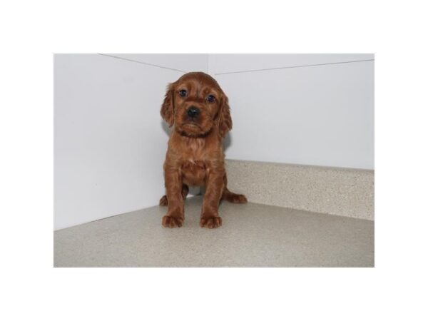 Irish Setter – 13469