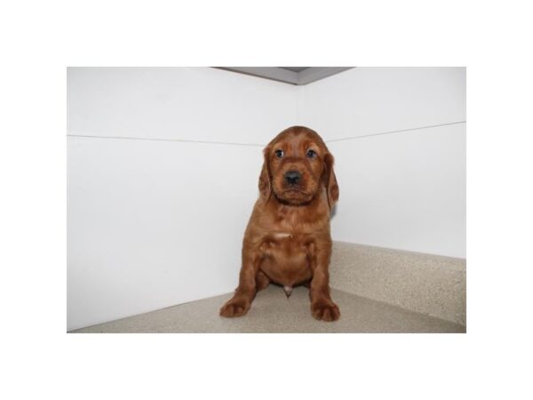 Irish Setter – 13470