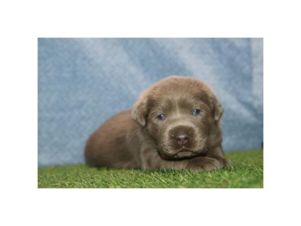 Labrador Retriever – 13474