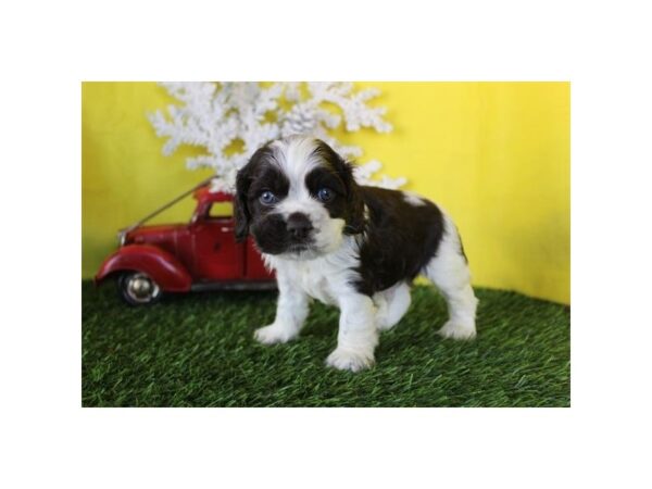 Cocker Spaniel – 13483