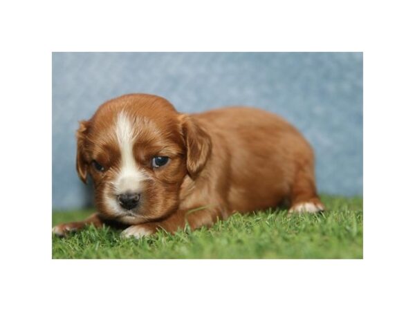 Cavalier King Charles Spaniel – 13485