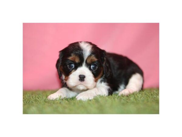 Cavalier King Charles Spaniel – 13486