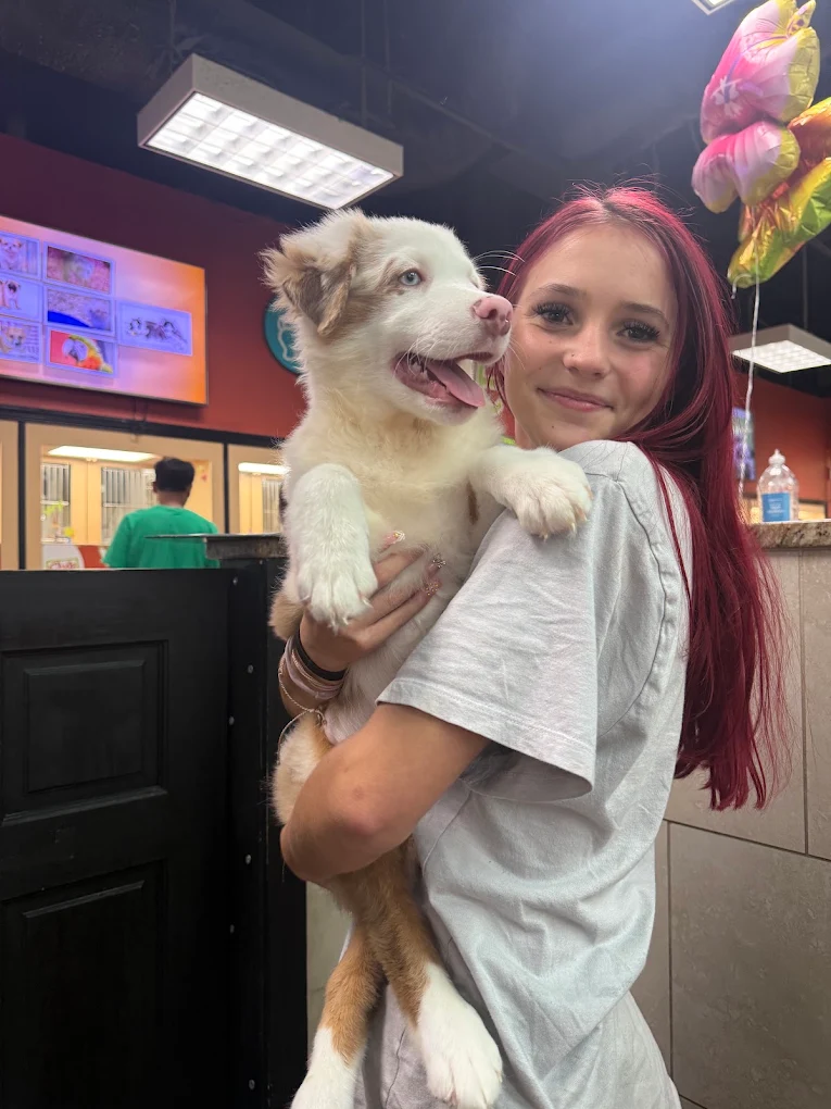 Puppy at Petland Mall of Georgia